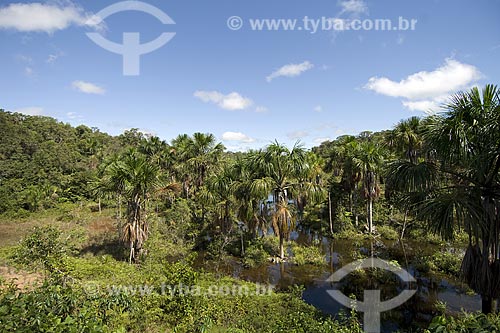  Subject: Buriti palm groves (Mauritia flexuosa) / Place: Amazonas state - Brazil / Date: June 2006 
