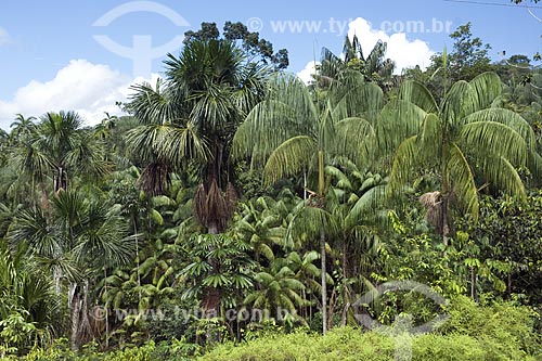 Subject: Amazonian palm trees (buriti, açai and pataua) / Place: Amazonas state - Brazil / Date: June 2006 