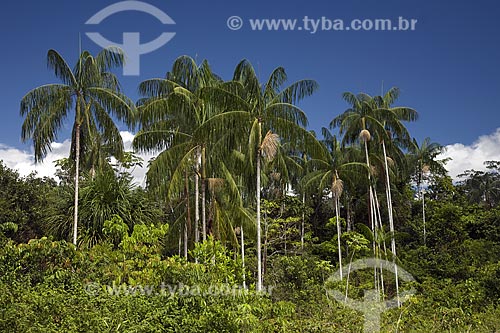  Subject: Açai palms (Euterpe precatoria) grove / Place: Amazonas state - Brazil / Date: June 2006  