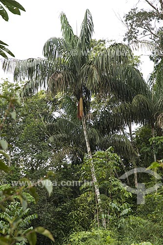 Subject: Patauá palm (Oenocarpus bataua) / Place: Amazonas state - Brazil / Date: June 2006 