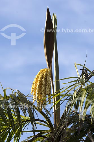  Subject: Syagrus sp. Inflorescence in the cerrado (brazilian savanna) - Chapada dos Veadeiros National Park / Place: Goias state - Brazil / Date: June 2006 