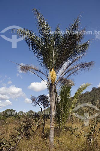  Subject: Attalea sp. Palm tree in the Cerrado (brazilian savanna) / Place: Goias state - Brazil / Date: June 2006 