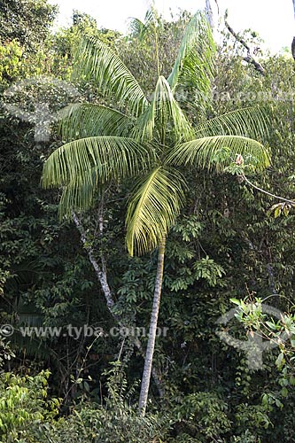  Subject: Palm tree (Euterpe edulis) in the cerrado (brazilian savanna) - Chapada dos Veadeiros National Park / Place: Goias state - Brazil / Date: June 2006 