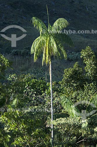  Subject: Palm tree (Euterpe edulis) in the cerrado (brazilian savanna) - Chapada dos Veadeiros National Park / Place: Goias state - Brazil / Date: June 2006 