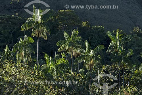  Subject: Palm tree (Euterpe edulis) in the cerrado (brazilian savanna) - Chapada dos Veadeiros National Park / Place: Goias state - Brazil / Date: June 2006 