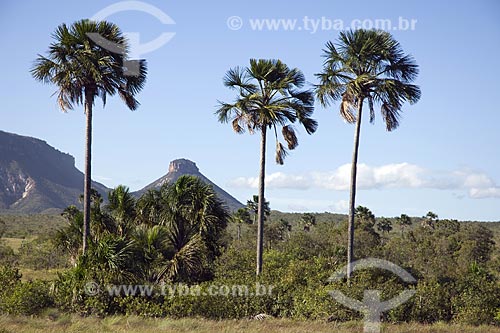  Subject: Buritis (Mauritia flexuosa) trees in the way to the sand dunes of Jalapao State Park / Place: Tocantins state - Brazil / Date: June 2006 