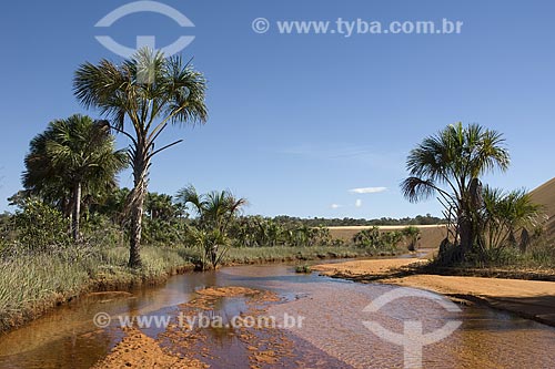  Subject: Buriti palms (Mauritia flexuosa) in the sand dunes of Jalapao State Park / Place: Tocantins state - Brazil / Date: June 2006 