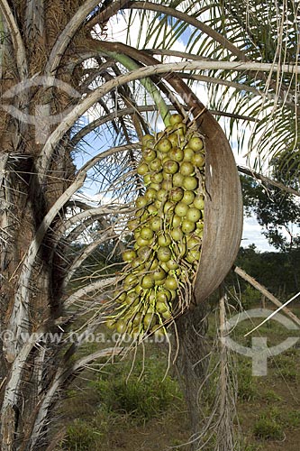  Subject: Attalea sp. palm fruits in Jalapao State Park / Place: Tocantins state - Brazil / Date: June 2006 