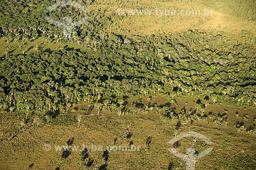  Subject: Buriti palms (Mauritia flexuosa) near to Lajeado Dam / Place: Tocantins state - Brazil / Date: June 2006 