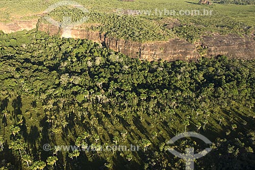  Subject: Buriti palms (Mauritia flexuosa) in the chapadas (plateaus) foothills , near to Lajeado Dam / Place: Tocantins state - Brazil / Date: June 2006 