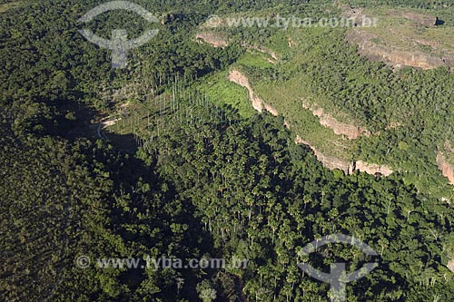  Subject: Buritizal (Mauritia flexuosa) at the foots of chapadas near the dam of Lajeado / Place: Tocantins state (TO) - Brazil / Date: 05/2007 