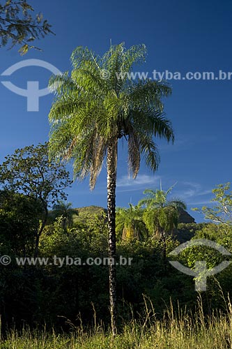  Subject: Macaúba Palm, also called Bocaiúva (Acrocomia aculeata) / Place: Palmas city - Tocantins state - Brazil / Date: June 2006 