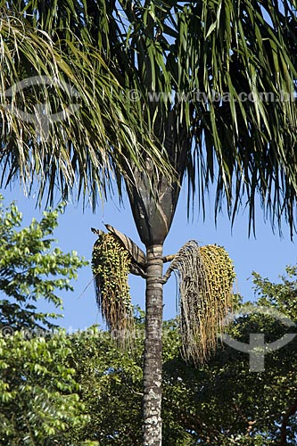  Subject: Bacaba-de-leque fruits (Oenocarpus distichus) in Lajeado ridge / Place: Tocantins (TO) - Brazil / Date: June 2006 