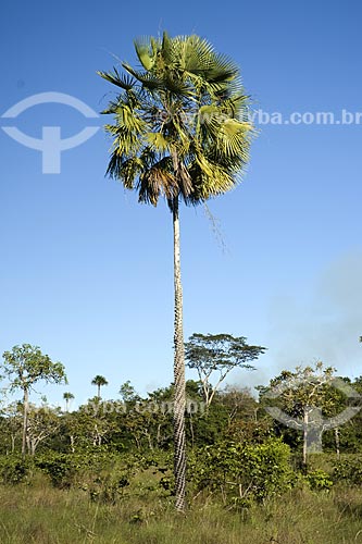  Subject: Carnauba tree (Copernicia prunifera) in the Cerrado (brazilian savanna) / Place: Mato Grosso state - Brazil / Date: June 2006 