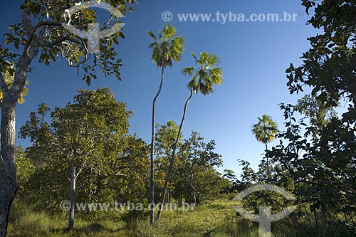  Subject: Carnauba tree (Copernicia prunifera) in the Cerrado (brazilian savanna) / Place: Mato Grosso state - Brazil / Date: June 2006 