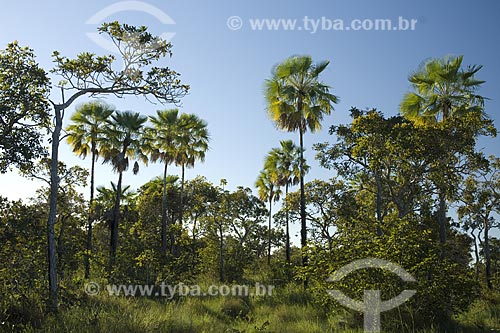  Subject: Carnauba tree (Copernicia prunifera) in the Cerrado (brazilian savanna) / Place: Mato Grosso state - Brazil / Date: June 2006 