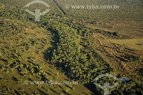  Subject: Carnaubal (Copernicia prunifera) in the Cerrado (brazilian savanna) / Place: Mato Grosso state - Brazil / Date: June 2006 