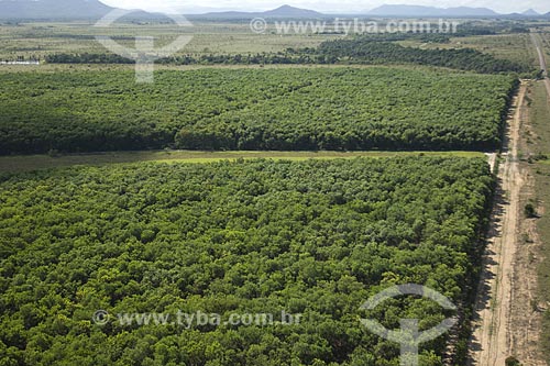  Subject: Reforestation Project in Roraima lavrado (savanna) / Place: Roraima state - Brazil /Date: January 2006 