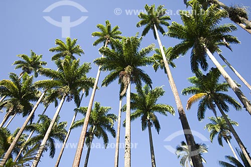  Subject: Royal palms (Roystonea regia) - Rio de Janeiro Botanical Garden / Place: Rio de Janeiro city - Rio de Janeiro state - Brazil / Date: August 2006 