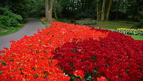  Tulips in Keukenhof Park, next to Amsterdam - Keukenhof - Netherlands 