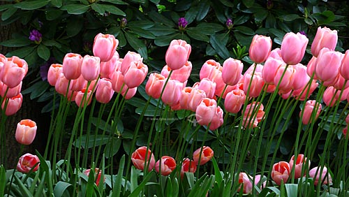  Tulips in Keukenhof Park, next to Amsterdam - Keukenhof - Netherlands 