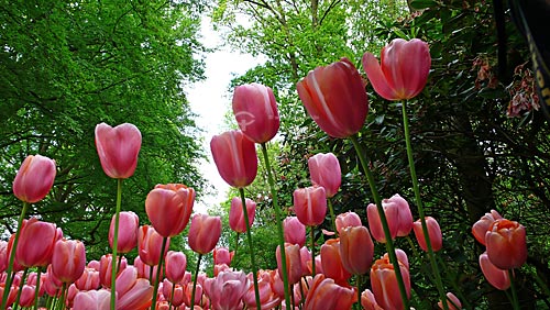  Tulips in Keukenhof Park, next to Amsterdam - Keukenhof - Netherlands 