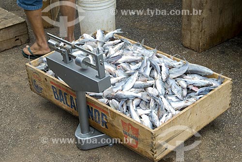  Subject: Box of fish being weighed in the Municipal Market / Place: Rio Branco City - Acre State - Brazil / Date: June 2008 