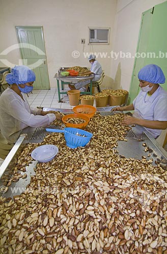  Subject: Processing of Castanha-do-Para (Para Nuts) / Place: Xapuri City - Acre State - Brazil / Date: June 2008 