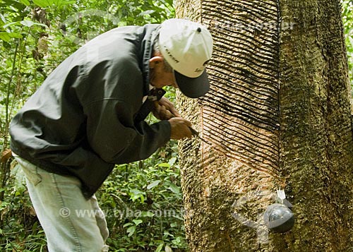  Subject: Extraction of latex - Chico Mendes reserve / Place: Xapuri City - Acre State - Brazil / Date: June 2008 