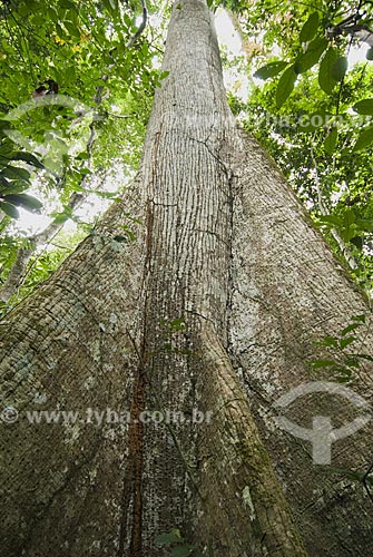  Subject: Sumauma or Samauma tree (Ceiba pentranda) - Chico Mendes Reserve / Place: Xapuri City - Acre State - Brazil / Date: July 2008 