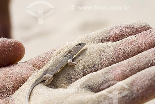  Subject: Lizard in the sand dunes of Joaquina Beach / Place: Santa Catarina Sate - Brazil / Date: May 2009 