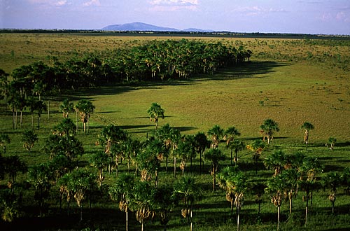  Subject: View of the Moriche Palms (Mauritia Flexuosa), known locally as Buritizeiros - Branco River in the background / Place: Roraima state - Brazil / Date: March, 2009 