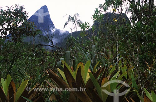 Subject: Typical vegetation above 2000m, with Pico da Neblina (Neblina Peak) in the background, the highest peak in Brazil / Place: Pico da Neblina National Park - Sao Gabriel da Cachoeira city - Amazonas state - Brazil / Date: March, 2009 