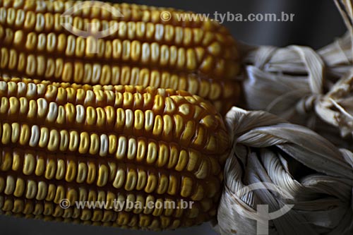  Subject: Corn Cobs / Place: Paragominas city - Para state - Brazil / Date: March 2009 