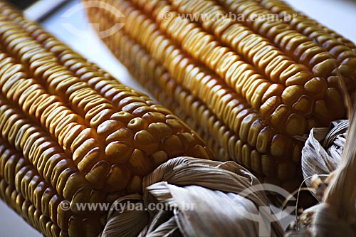  Subject: Corn Cobs / Place: Paragominas city - Para state - Brazil / Date: March 2009 