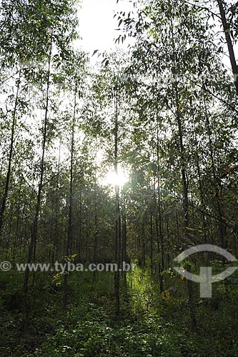  Subject: Eucalyptus trees for reforestation / Place: Paragominas city - Para State - Brazil / Date: March 2009 