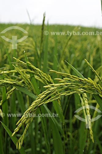  Subject: Rice field / Place: Juparana farm - Paragominas city - Para state - Brazil / Date: March 2009 