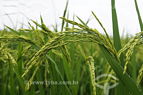  Subject: Rice field / Place: Juparana farm - Paragominas city - Para state - Brazil / Date: March 2009 