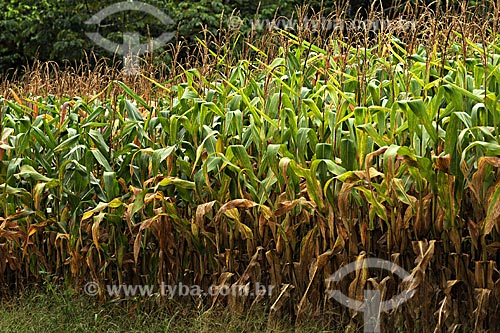 Subject: Corn field / Place: Juparana farm / Paragominas city - Para state - Brazil / Date: March 2009 