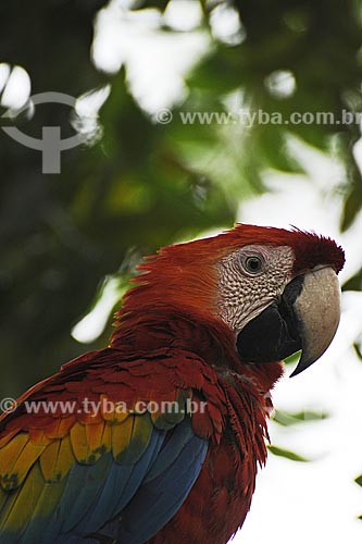  Subject: Macaw in Municipal Park / Place: Paragominas city - Para state - Brazil / Date: March 2009 