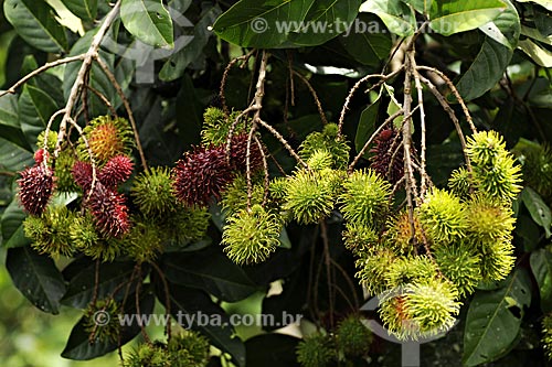  Subject: Detail of Rambutan fruit (Nephelium lappaceum) / Place: Tome-Acu city - Para state - Brazil / Date: April 2009 