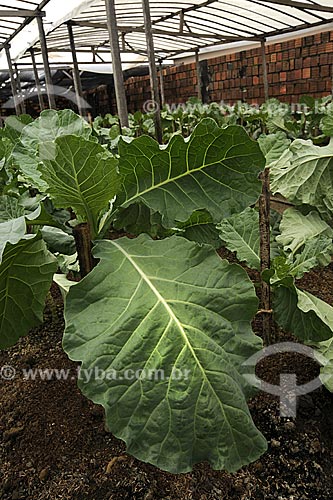 Subject: Cabbage leaves in a greenhouse / Place: Tome-Acu city - Para state - Brazil / Date: April 2009 
