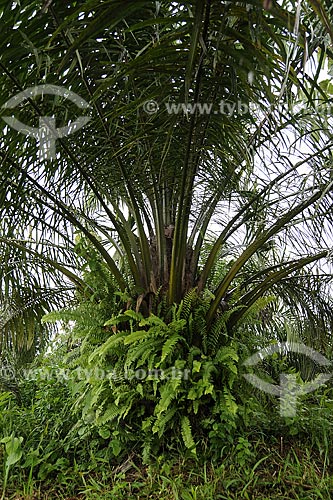 Subject: Dende Palm (Oil Palm) - Planted for the production of biofuel / Place: Moju city - Para state - Brazil / Date: April 2009 