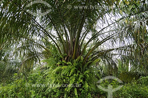  Subject: Dende Palm (Oil Palm) - Planted for the production of biofuel / Place: Moju city - Para state - Brazil / Date: April 2009 