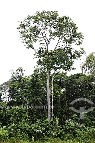  Subject:  Brazil nut tree (Bertholletia excelsa) / Place: Moju city - Para state - Brazil / Date: April 2009 
