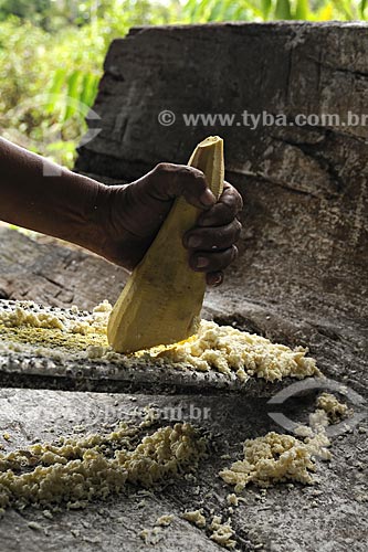 Subject: Cassava being grated manually to produce flour / Place: Quilombola de Santa Maria do Traquateua territory - Moju city - Para state - Brazil 