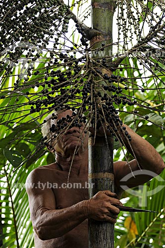  Subject: Mr. Manoel extracting the açai fruit from the palm / Place: Abaetetuba city - Para state - Brazil / Date: April 2009 