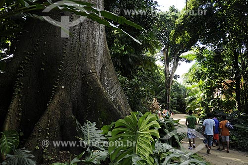  Subject: Samauma - Ceiba pentandra (L.) Gaertn - in the Paraense Museum and Emilio Goeldi Botanic Park / Place: Belem city - Para state - Brazil / Date: May 2009 