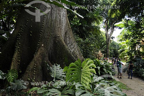  Subject: Samauma - Ceiba pentandra (L.) Gaertn - in the Paraense Museum and Emilio Goeldi Botanic Park / Place: Belem city - Para state - Brazil / Date: May 2009 