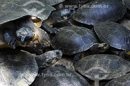  Subject: Tartaruga-da-Amazonia (Podocnemis expansa) also known as South American River Turtles / Place: Paraense Museum and Emilio Goeldi Botanic Garden - Belem city - Para state - Brazil / Date: May 2009 